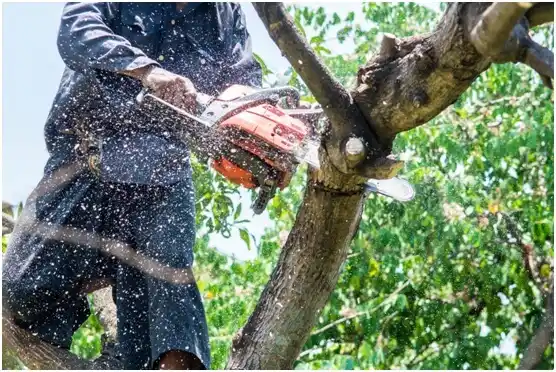 tree services Hilldale